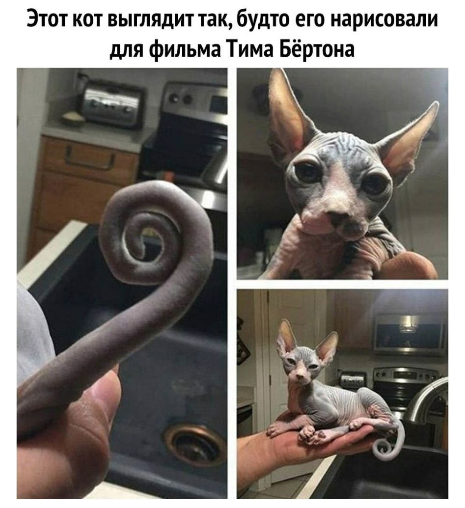 Этот кот выглядит так, будто его нарисовали для фильма тима бёртона