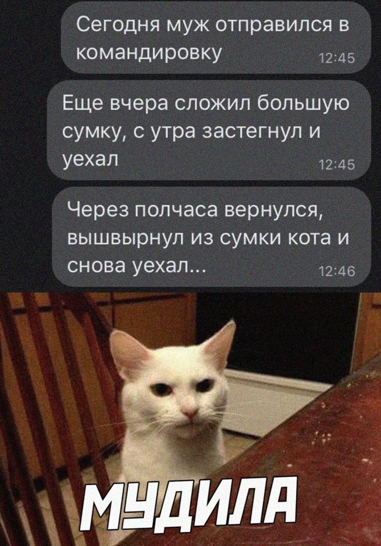 Сегодня муж отправился в командировку 1245 Еще вчера сложил большую сумку с утра застегнуп и уехал 1245 через полчаса вернулся ВЫШВЫРНУЛ ИЗ СУМКИ кота И снова уехал 12146