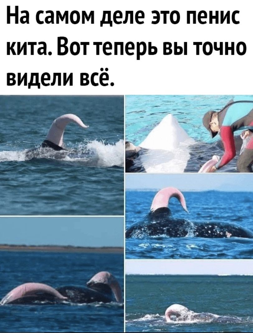 На самом деле это пенис кита Вот теперь вы точно видели всё