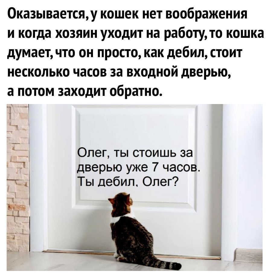 0казываетсяу кошек нет воображения и когда хозяин уходит на работу то кошка думает что он просто как дебил стоит несколько часов за входной дверью а потом заходит обратно _ 1 т _ А Опег ты стоишь за дверью уже 7 часов Ты Дебип Олег ___д1 ЁЁ ___