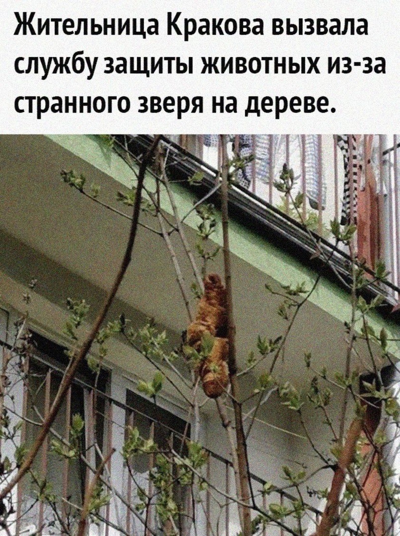 Жительница Кракова вызвала службу защиты животных из за странного зверя на дереве