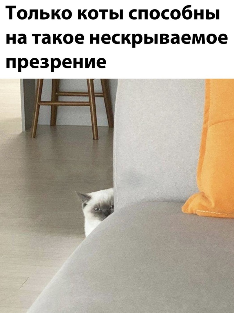 Только коты способны на такое нескрываемое презрение