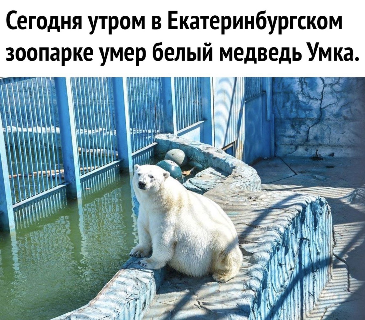 Сегодня утром в Екатеринбургском зоопарке умер белый медведь Умка __ _ Ріі пппппп мг