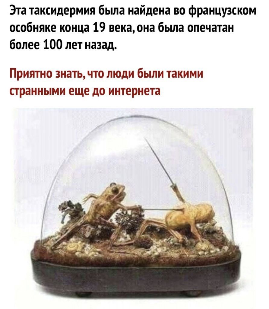 Эта таксидермия бьша найдена во французском особняке конца 19 векаона бьша опечатан более 100 лет назад ПРИЯТНО знать ЧТО ЛЮДИ были такими странными еще до интернета __