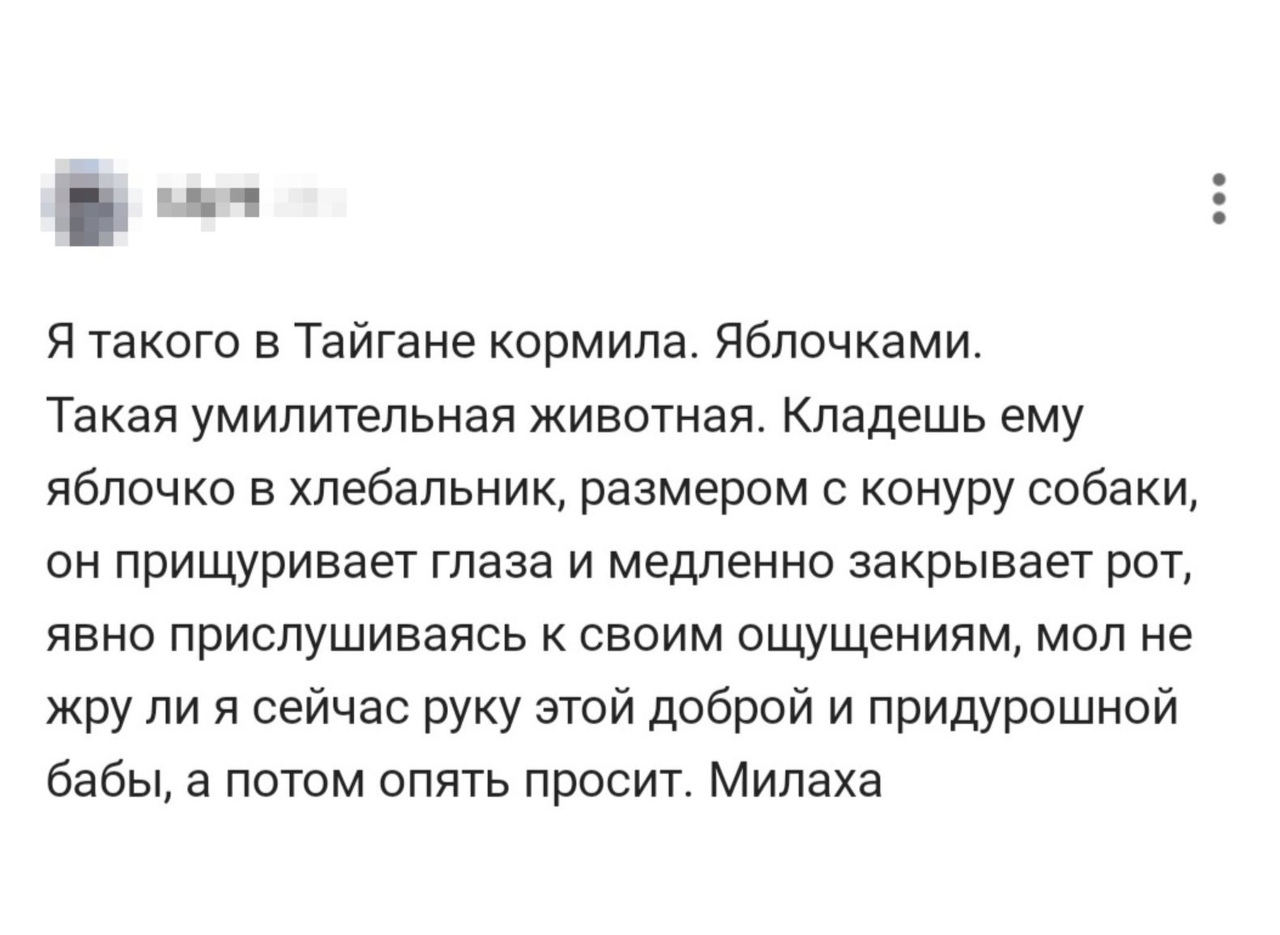 Ъ Я такого в Тайгане кормила Яблочками Такая умилительная животная Кладешь ему яблочко в хлебальник размером с конуру собаки он прищуривает глаза и медленно закрывает рот явно прислушиваясь к своим ощущениям мол не жру ли я сейчас руку этой доброй и придурошной бабы а потом опять просит Милаха