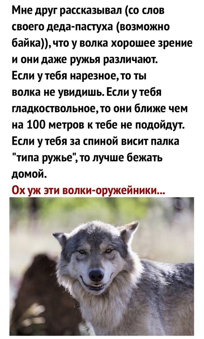 Волк хср гайд. Волк не волк если он волк. Как видят волки. Что делать если увидел волка. Волк в хорошие руки.