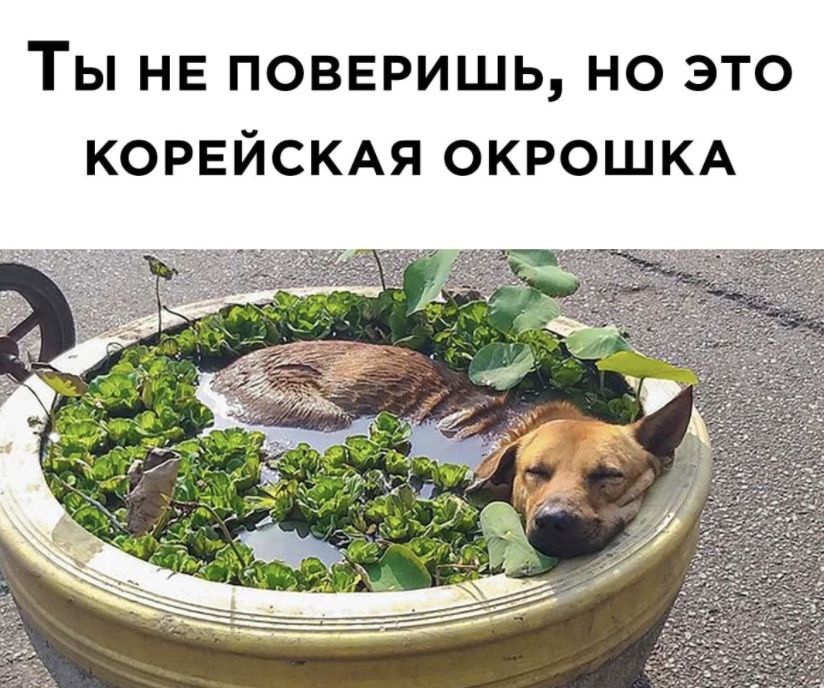 ТЫ НЕ ПОВЕРИШЬ НО ЭТО КОРЕЙСКАЯ ОКРОШКА