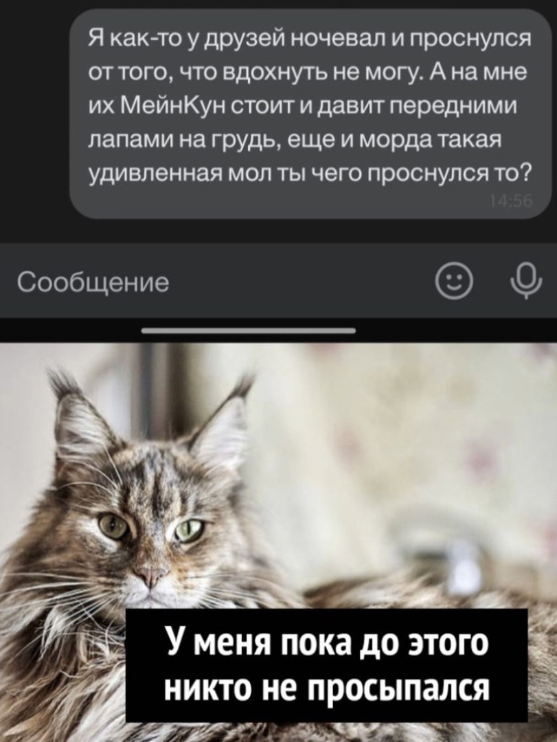 Я как то у друзей ночевал и проснулся от того что вдохнуть не могу А на мне их МейнКун стоит и давит передними лапами на грудь еще и морда такая удивленная мол ты чего проснулся то Сообщение