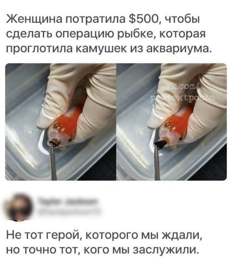 Женщина потратила 500 чтобы сделать операцию рыбке которая проглотила камушек из аквариума Не тот герой которого мы ждали но точно тот кого мы заслужили