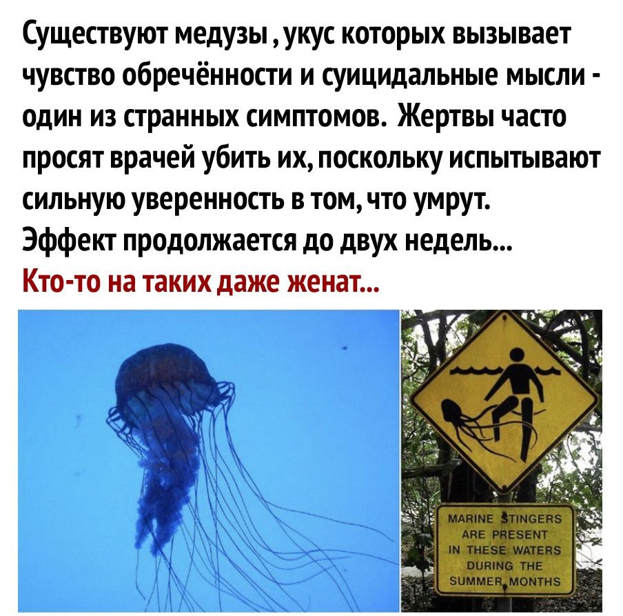 Существуют медузы укус которых вызывает чувство обречённости и суицидальные мысли один из странных симптомов Жертвы часто просят врачей убить их поскольку испытывают сильную уверенность в том что умрут Эффект продолжается до двух недель Кто то на таких даже женат