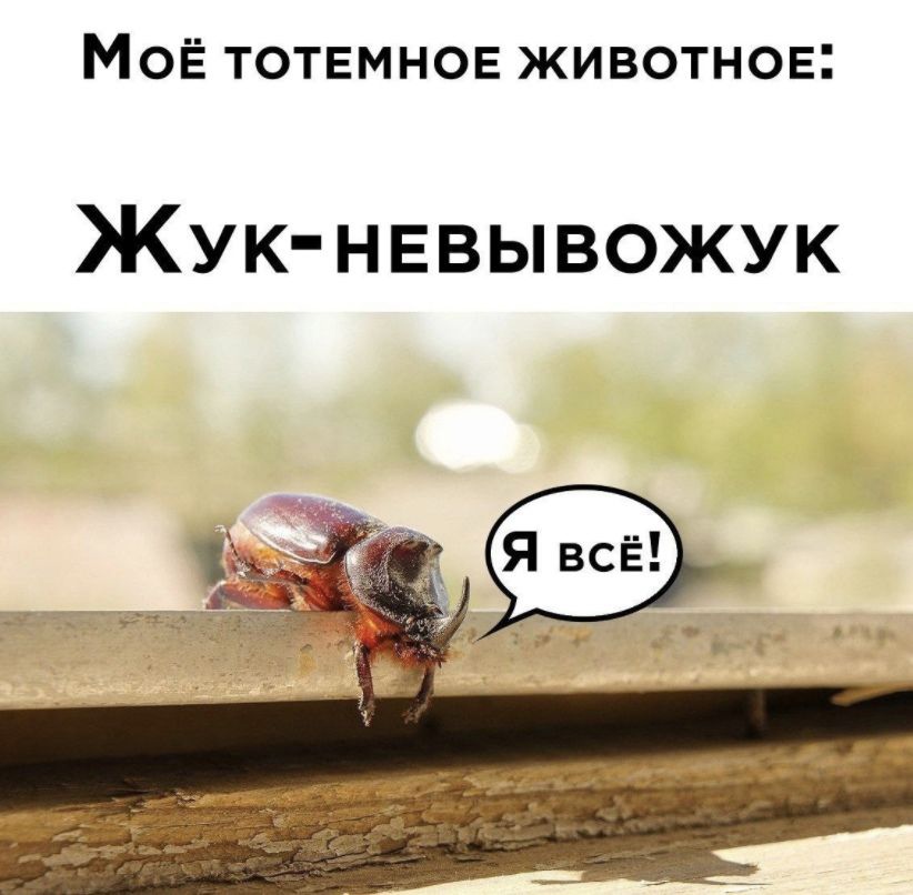 МОЁ ТОТЕМНОЕ ЖИВОТНОЕ Жук невывожук