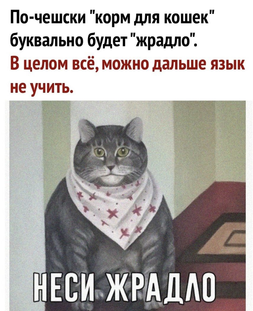 По чешски корм для кошек буквально будет жрадло В целом всё можно дальше язык не учить НЕВИЖРЁАДАО