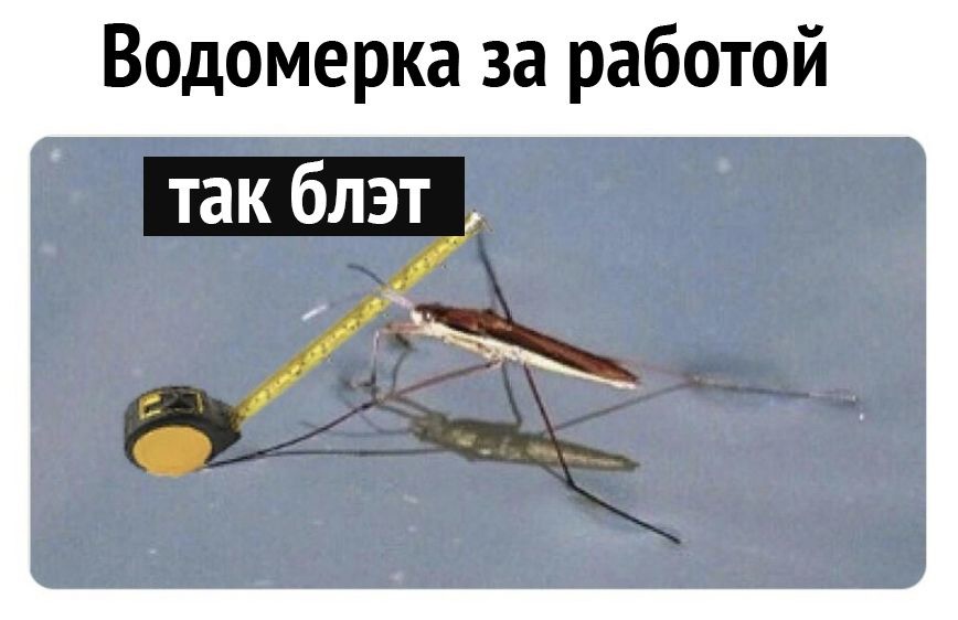 Водомерка за работой так блэт