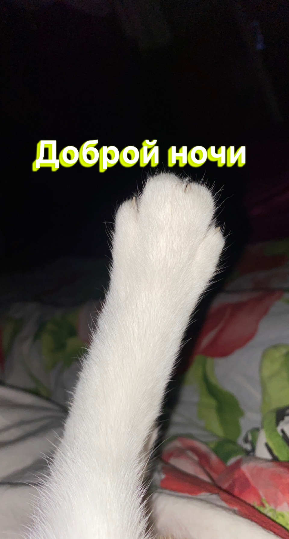 доброй ночи