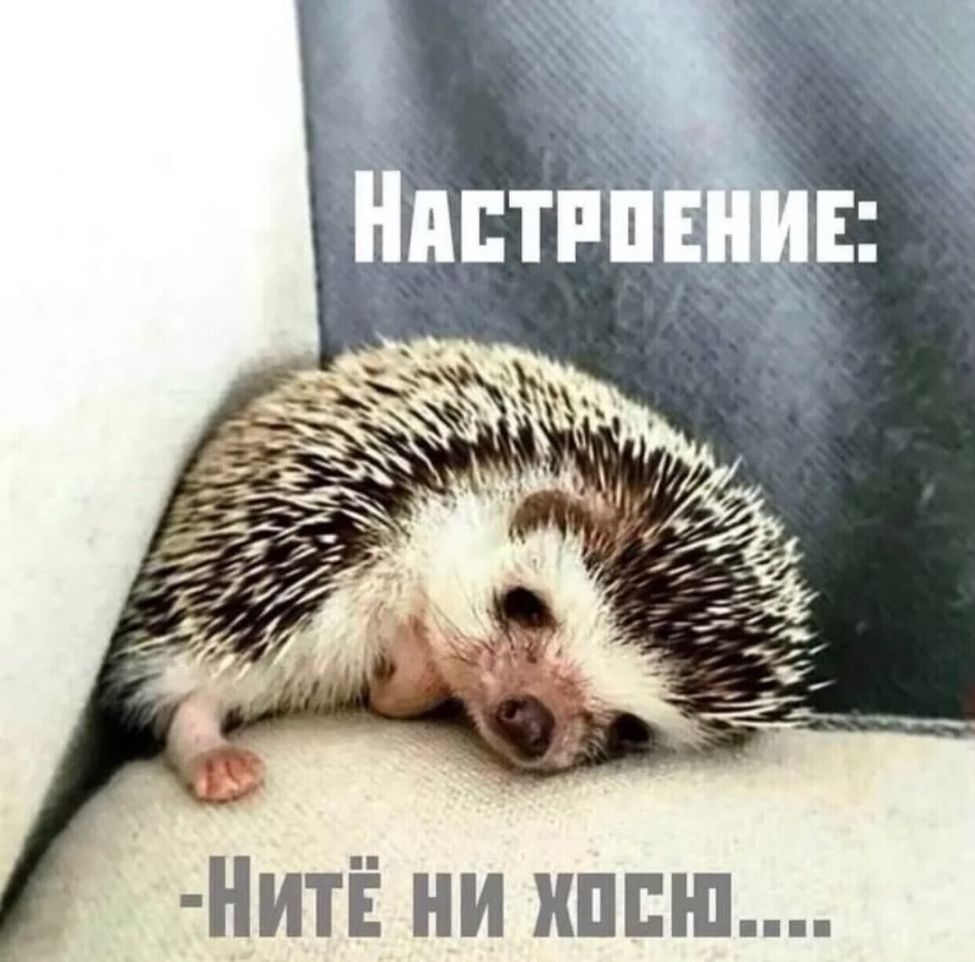 Е НИ ИЦ П Нит