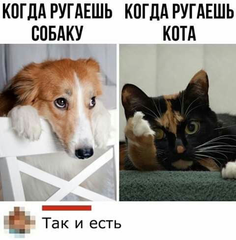 КОГДА РУГАЕШЬ КОГДА РУГАЕШЬ СОБАКУ КОТА 46 Ъ Г 7 Так и есть