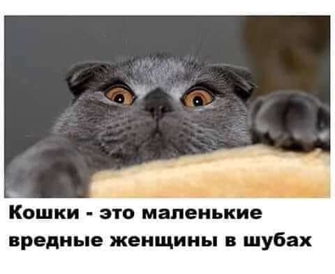 Кошки это маленькие вредные женщины в шубах