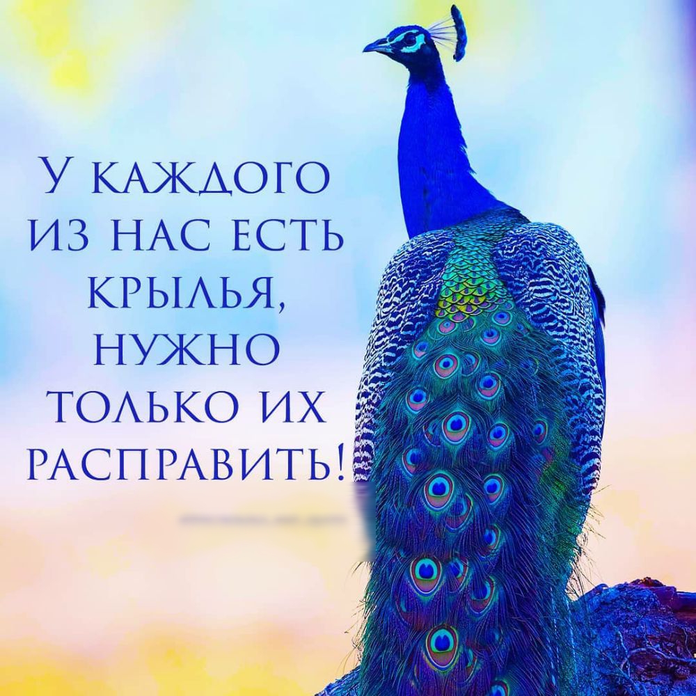 У КАЖДОГО ИЗ НАС ЕСТЬ КРЫАЬЯ НУЖНО ТОАЬКО ИХ РАСП РАВ ИТЫ