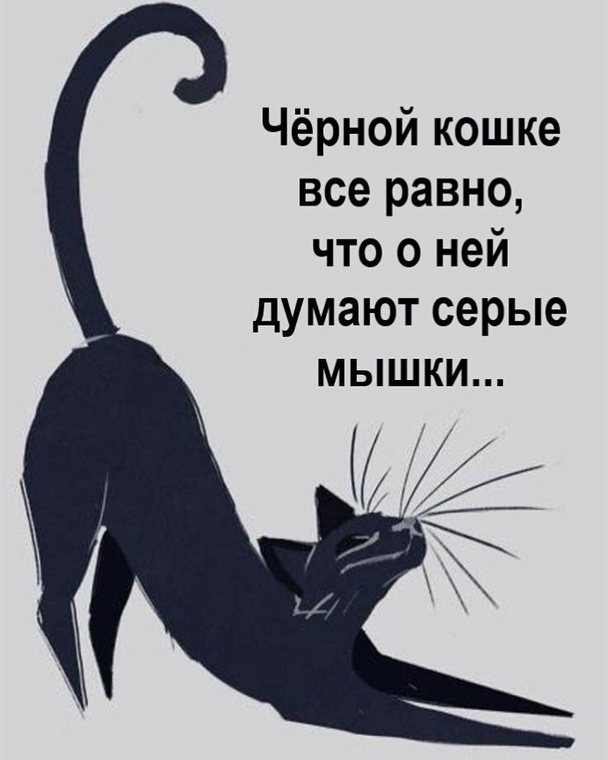Чёрной кошке все равно что о ней думают серые мышки