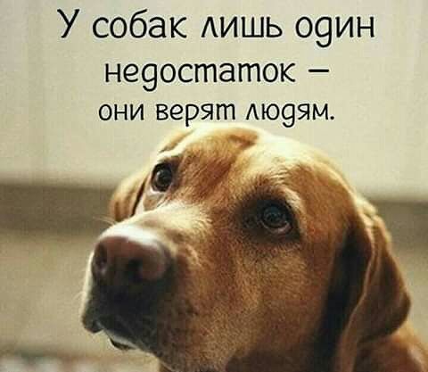 У собак АИШЬ о9ин не9остаток _ ОНИ верят АЮ9ЯМ