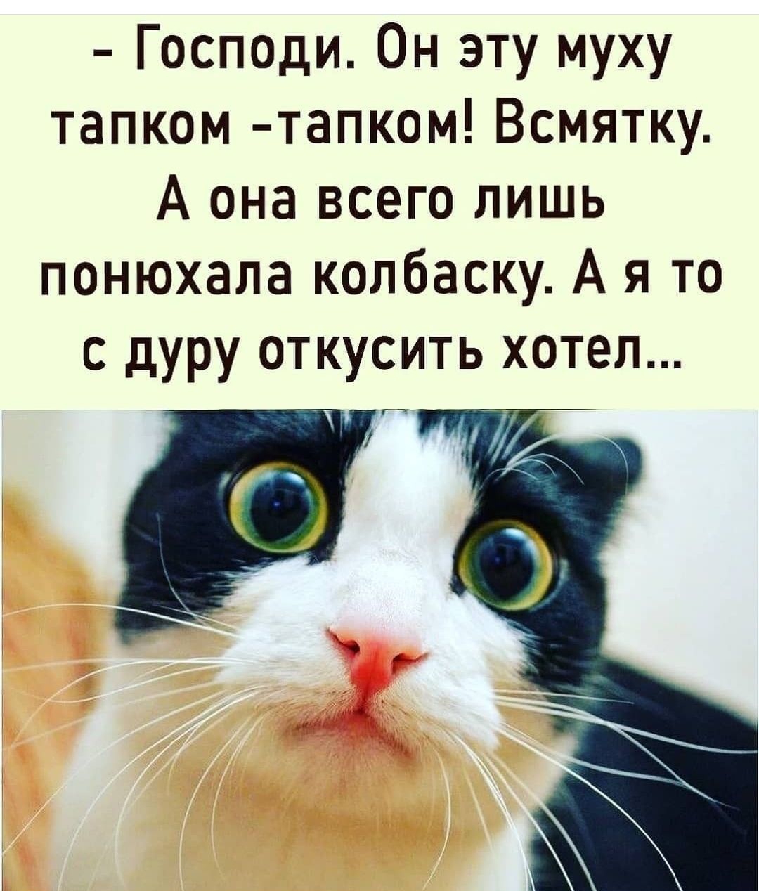 Господи Он эту муху тапком тапком Всмятку А она всего лишь понюхала колбаску А я то с дуру откусить хотел