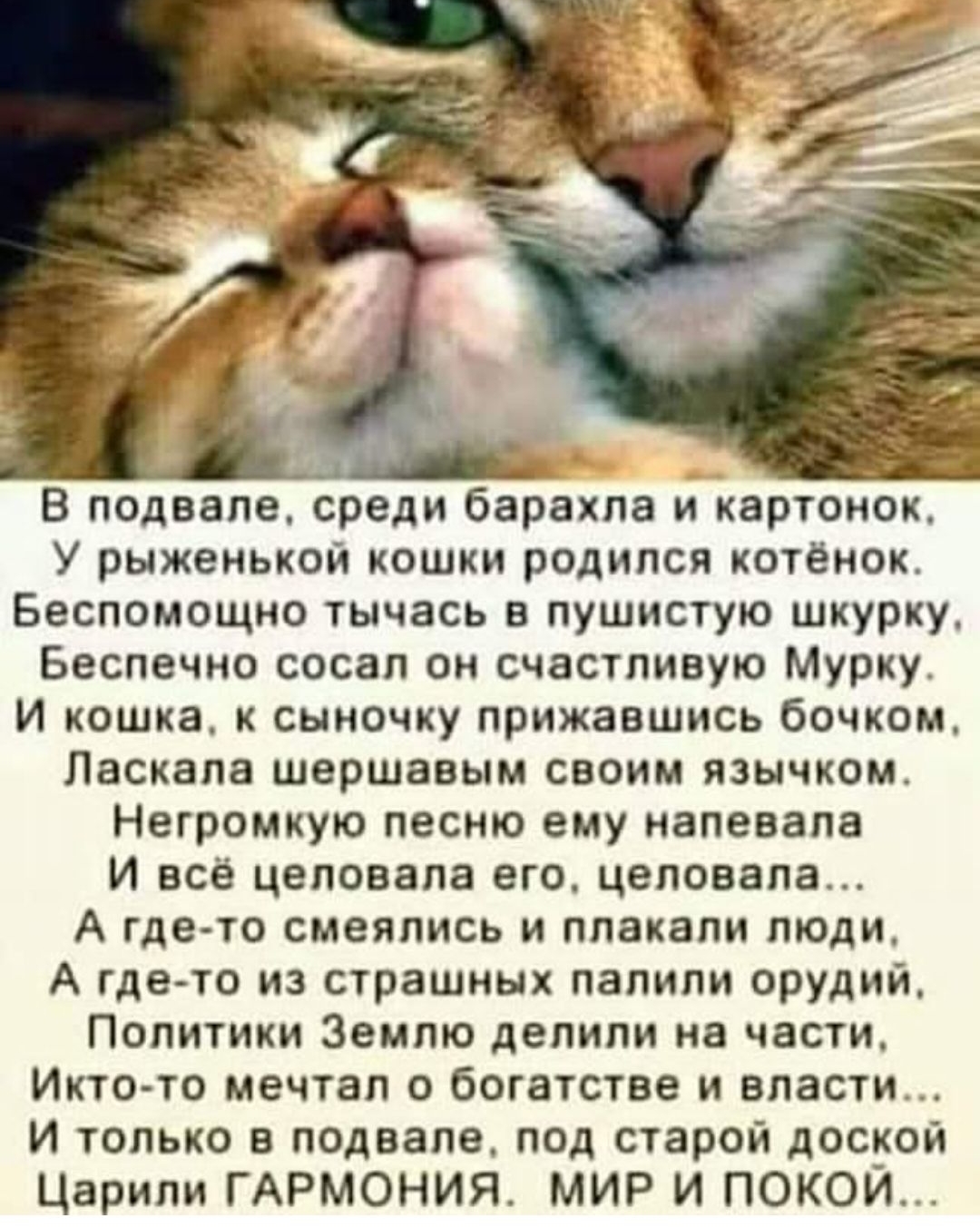 В подвале среди барахла и картонок У рыженькой кошки родился котёнок Бесломощно тычась в пушистую шкурку Беслечно сосал он счастливую Мурку И кошка к сыночку прижавшись бочком Ласкала шершавым своим язычком Негромкую песню ему налевала И всё целовала его целовала А где то смеялись и плакали люди А где то из страшных палили орудий Политики Землю делили на части Икто то мечтал о богатстве и власти И