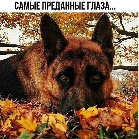 САМЫЕ ПРЕДАННЫЕ ГЛАЗА