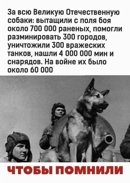 За всю Великую Отечественную собаки вытащили с поля боя около 700 000 раненых помогли разминировать 300 городов уничтожили 300 вражеских танков нашли 4 000 000 мин и снарядов На войне их было около 60 000 ъ _3 г ЧТБЬП ПЩЫНШ И И