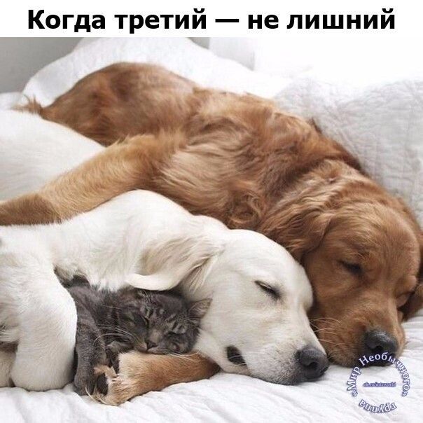 Когда третий не лишний
