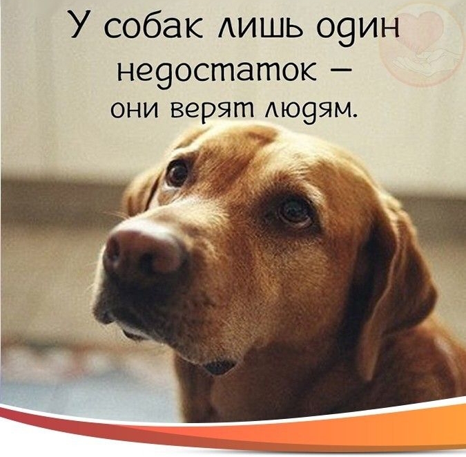 У собак АИШЬ о9ин не9остаток ОНИ ВЗРЯГП АЮ9ЯМ
