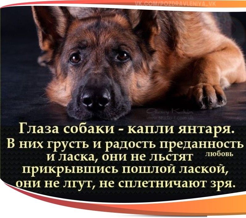 чм шммът __ Глаза собаки КЗПЛИ янтаря В них грусть и радость преданность И ласка они не льстят б прикрывшись пошлой лаской ОНИ не Л1 у 1 не СПЛВТНИЧЗЮТ ЗРЯ