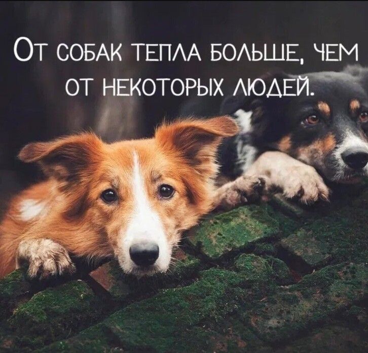 ОТ СОБАК ТЕПАА БОАЬШЕ ЧЕМ от НЕКОТОРЫХ АЮАЕИГЁ