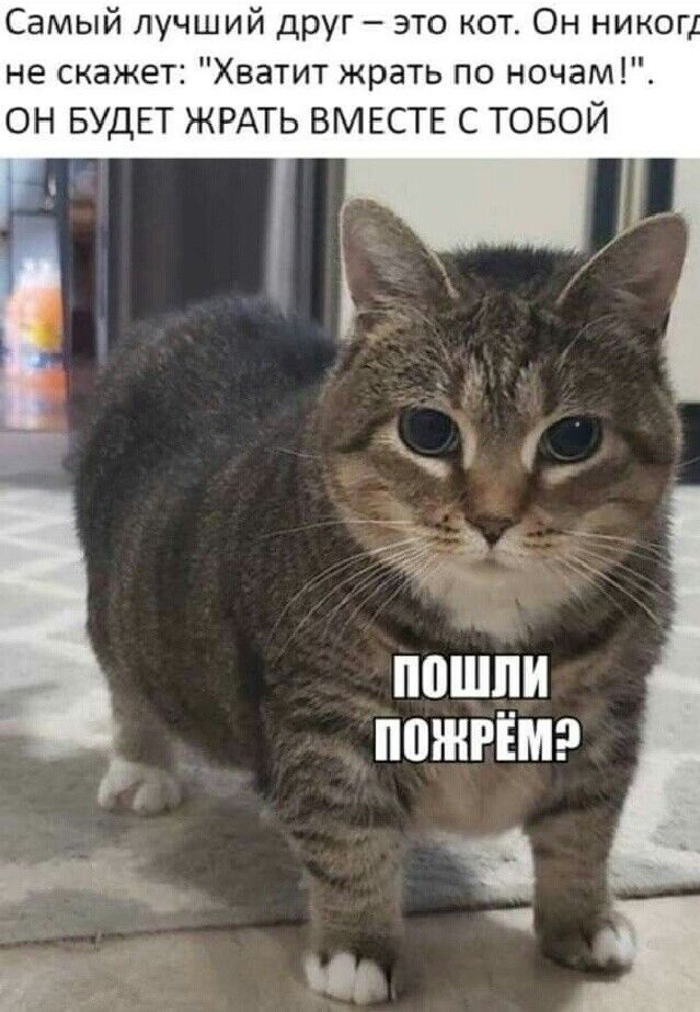 Самый лучший друг это кот Он никог не скажет Хватит жрать по ночам ОН БУДЕТ ЖРАТЬ ВМЕСТЕ С ТОБОЙ 9 1