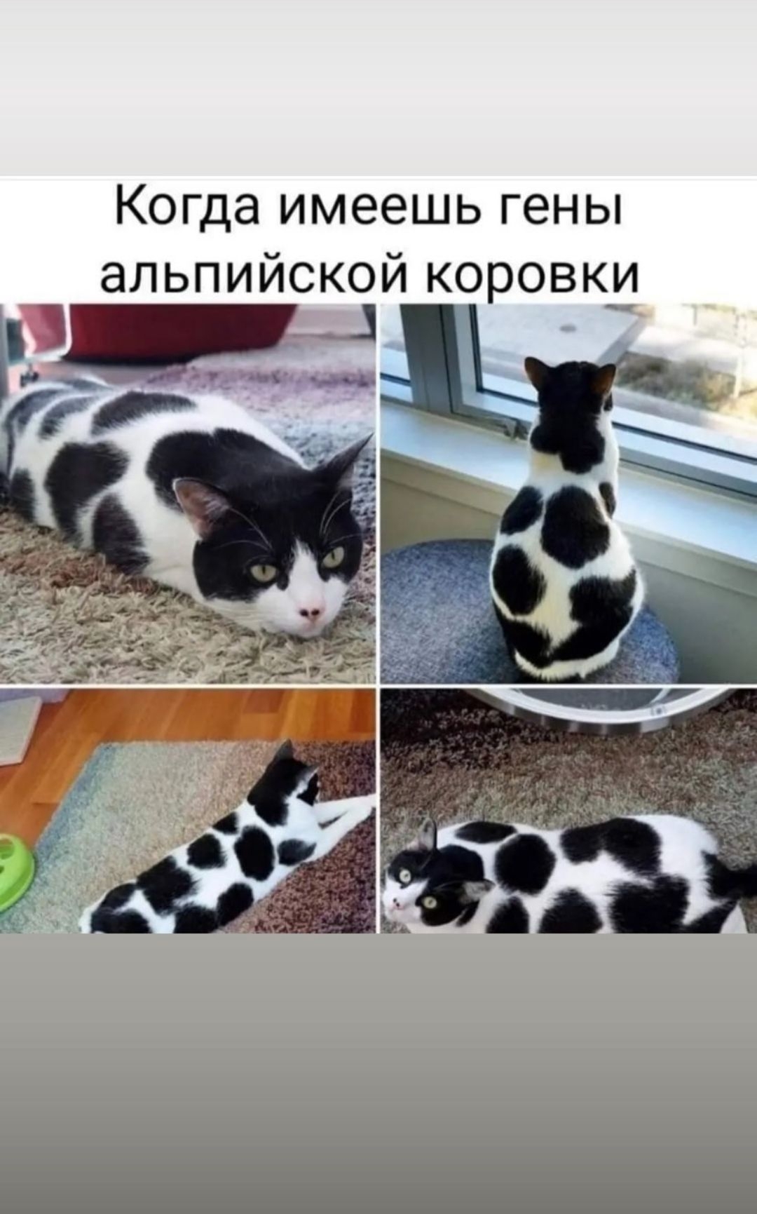 Когда имеешь гены альпийской коровки