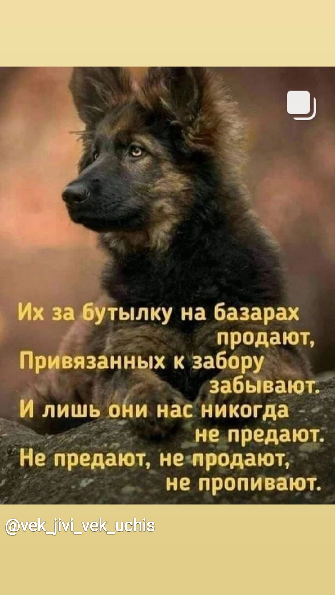 Их за _дутылку на базарах продают Привязанных к забору забывают И лишь оди нас никогда не предают Не предают не продают не пропивают