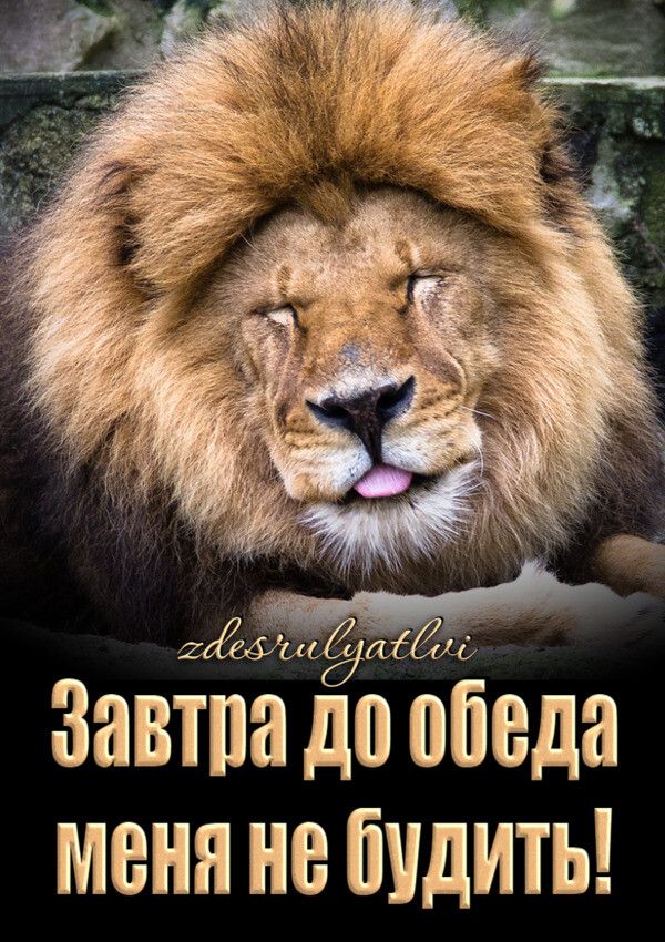 гжеёіис Завтпа до ббеда меняиебидить