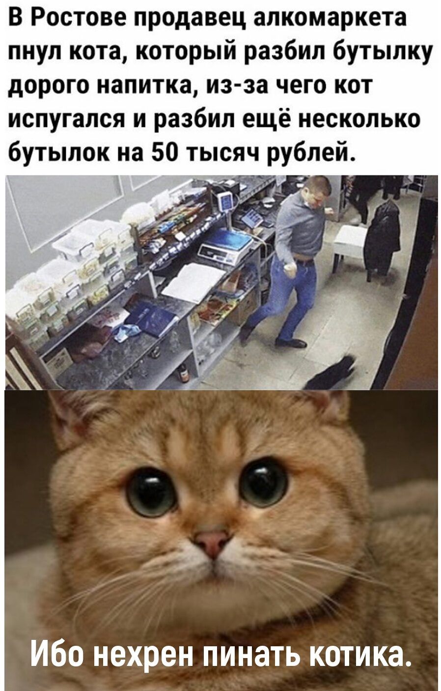 В Ростове продавец апкомаркета пнул кота который разбил бутылку дорого напитка из за чего кот испугался и разбил ещё несколько бутылок на 50 тысяч рублей Ибо нехрен пинать котика