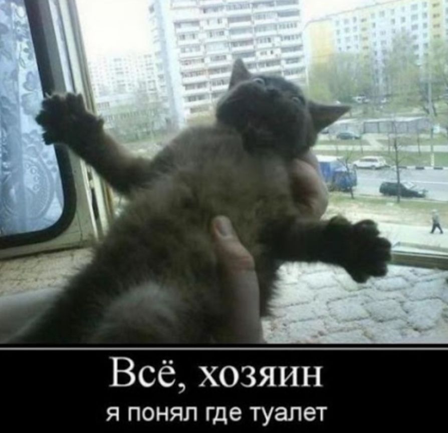 Всё хозяин Я ПОНЯЛ Где туалет