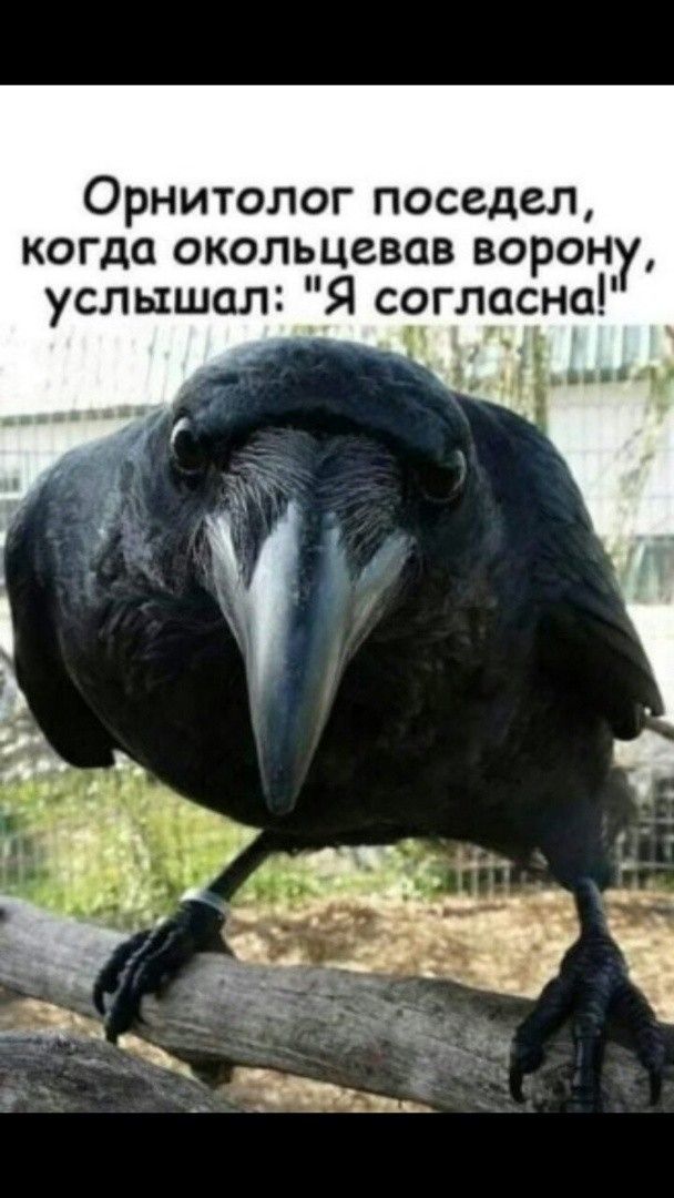 Орнитолог поседел когда окольцевав ворон услышал ЁЯ согласна
