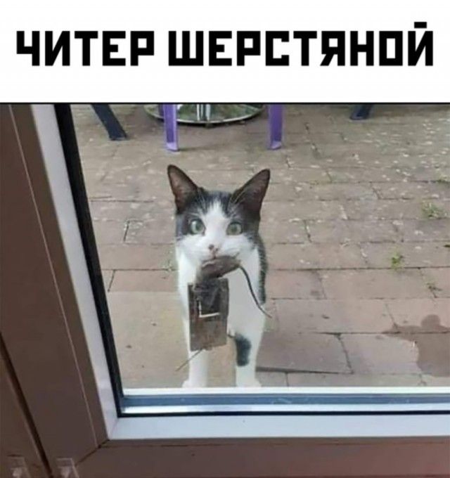 ЧИТЕі ШЕРПТЯНПЙ РН _