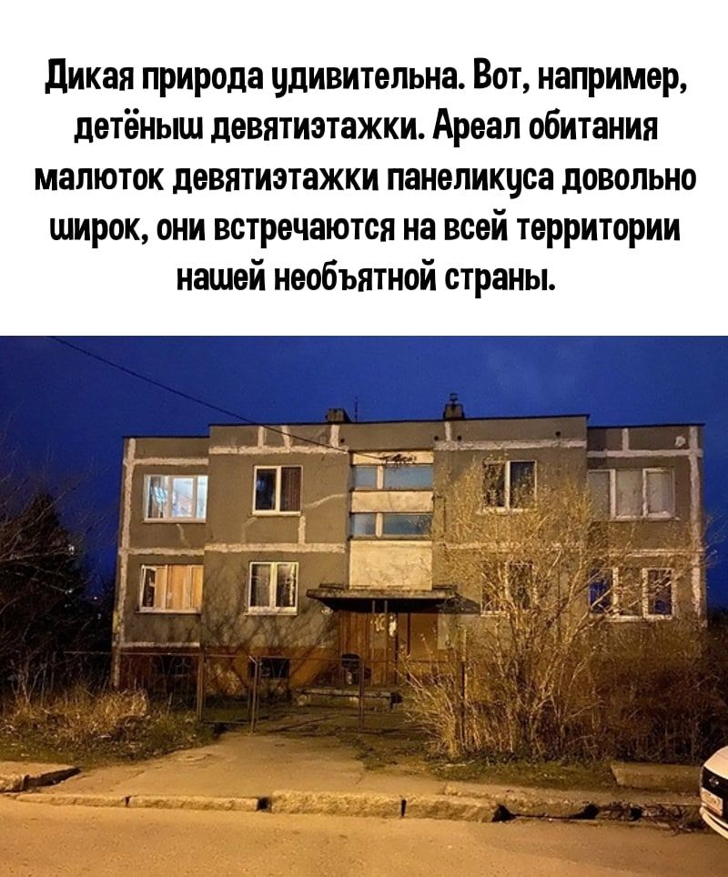 дикая природа удивительна Вот например детёныш девятиэтажки Ареал обитания малюток девятиэтажки панепикцса довольно широк они встречаются на всей территории нашей необъятной страны