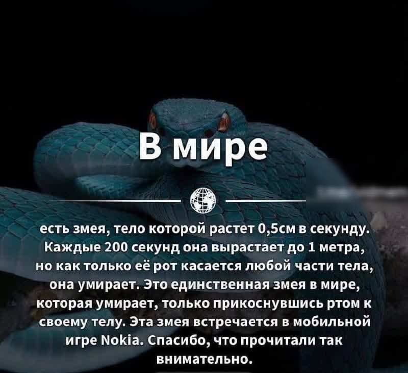 ч В мире а есть змея тело которой растет 05см в секунду Каждые 200 секунд она вырастает до 1 метра но как только её рот касается любой части тела она умирает Это единственная змея в мире которая умирает только прикоснувшись ртом к своему телу Эта змея встречается в мобильной игре МоКіа Спасибо что прочитали так внимательно
