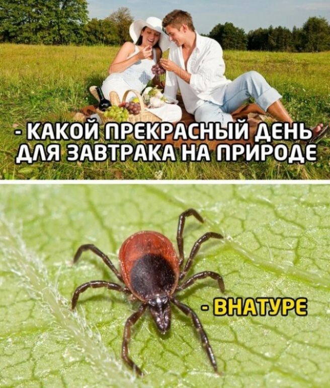 ОИ ПРЕКРАСНЫИАЕН АЙЗАВТРАКА НА ПРИРОДЕ т га