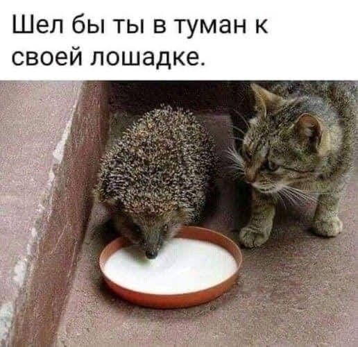 Шел бы ты в туман к своей лошадке