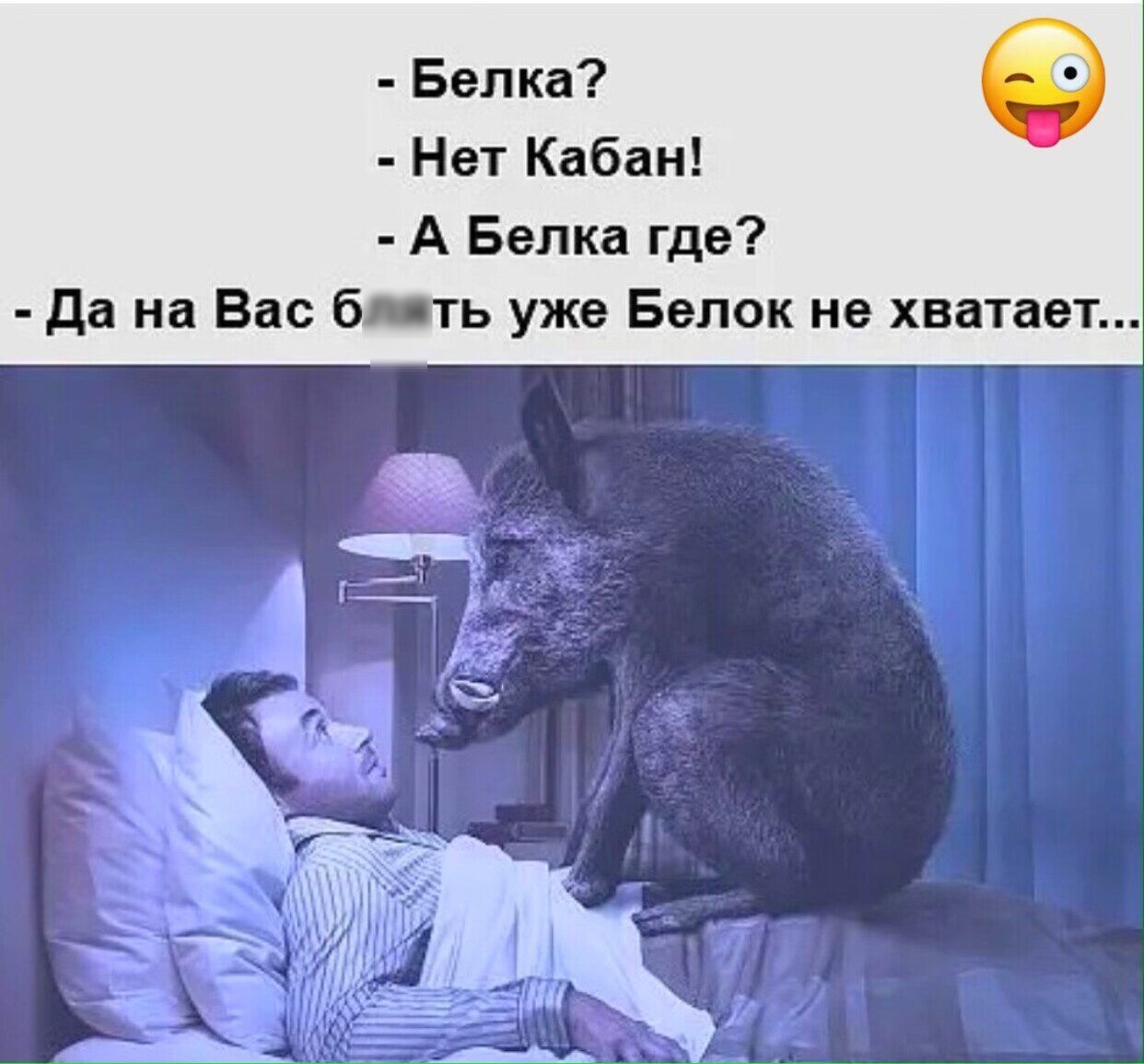 Белка Нет Кабан А Белка где да на Вас бить уже Белок не хватает
