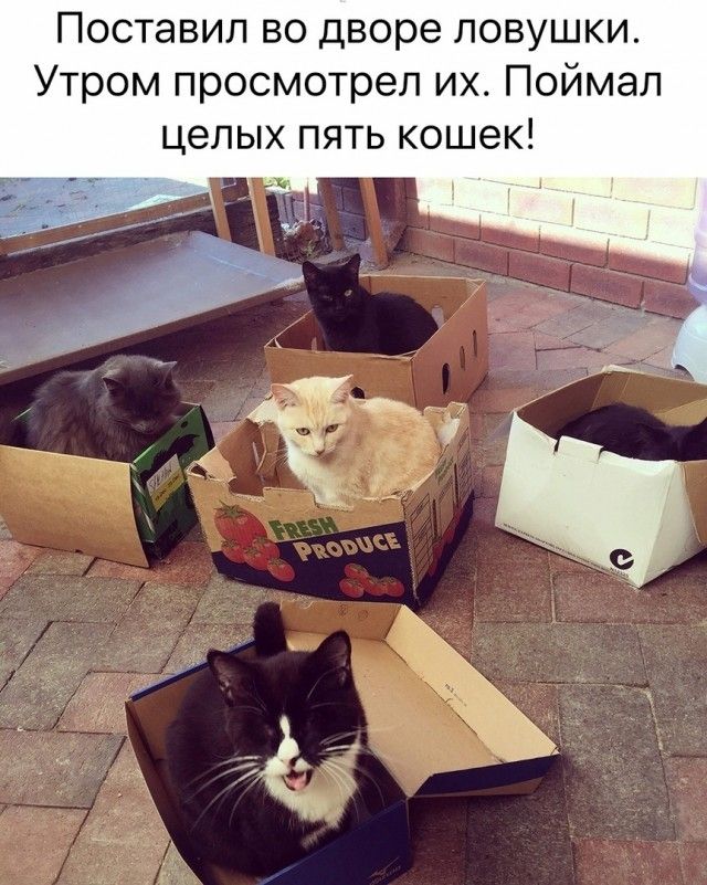 Поставил во дворе ловушки Утром просмотрел их Поймал целых пять кошек