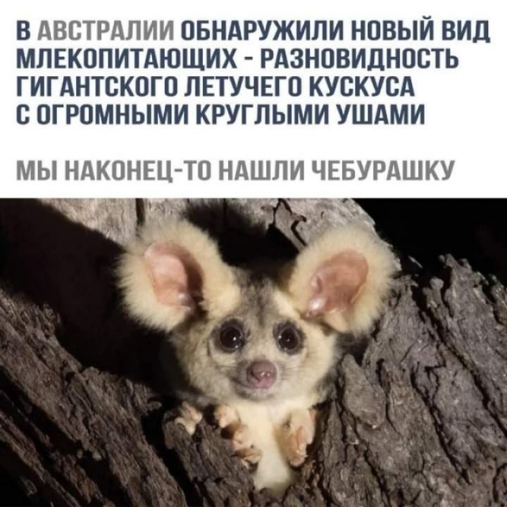 В АВСТРАЛИИ ОБНАРУЖИЛИ НОВЫЙ ВИД МЛЕКОПИТАЮЩИХ РАЗНОВИДНОСТЬ ГИГАНТСКОГО ЛЕТУЧЕГО КУСКУСА С ОГРОМНЫМИ КРУГЛЫМИ УШАМИ МЫ НАКОНЕЦТП НАШЛИ ЧЕБУРАШКУ