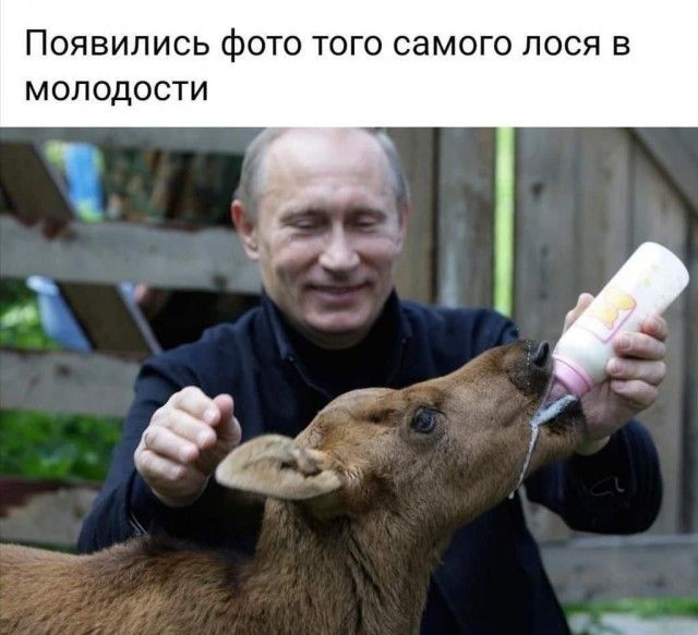 ПОЯВИЛИСЬ фОТО ТОГО СЗМОГО ПОСЯ В МОЛОДОСТИ