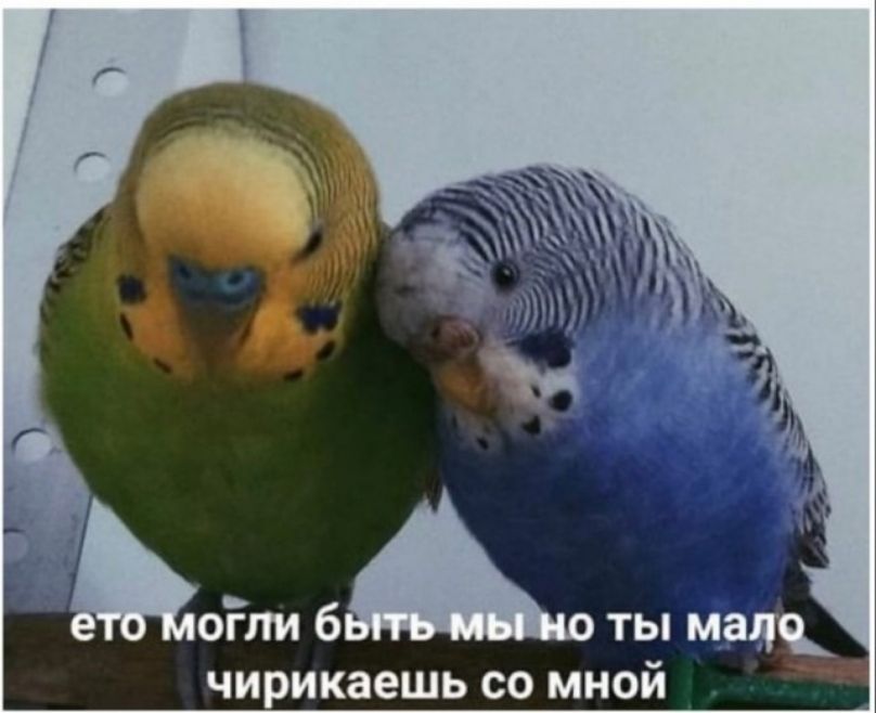 могли бАш ты мац чирикаешь со мной