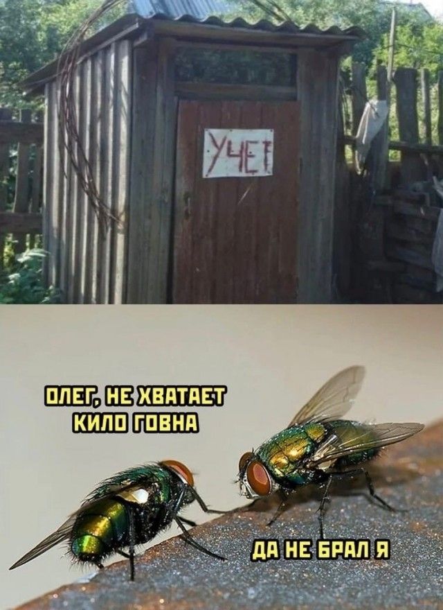 1113 ШШШ